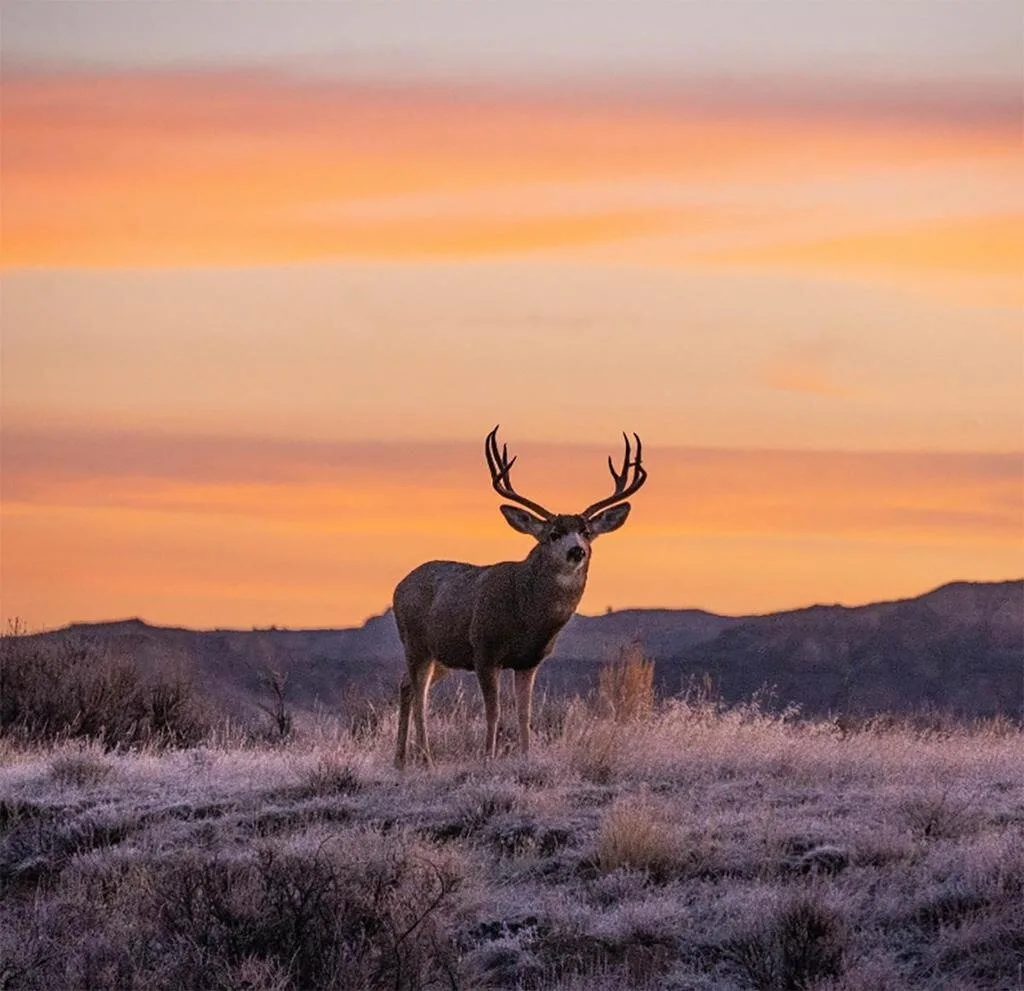 Wyoming: Rugged Western Landscapes