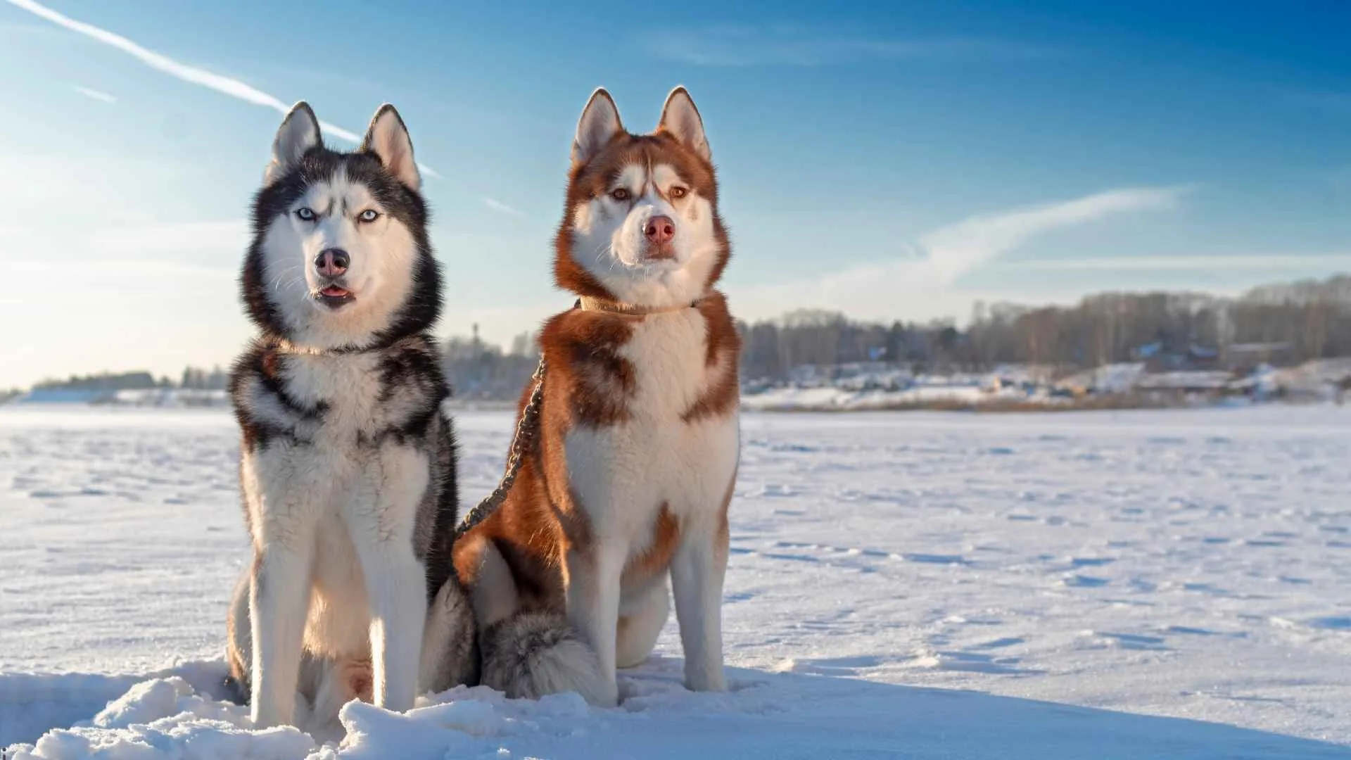 How Cold Can a Husky Handle