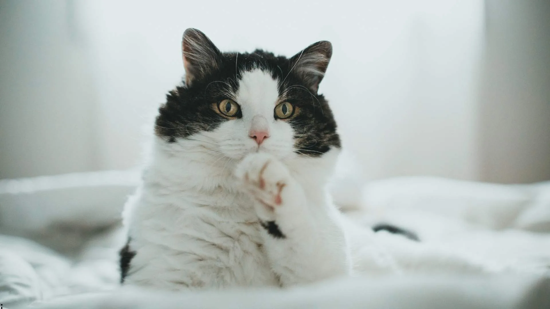 Where You Should Find Quiet Facilities Providing Cat Boarding
