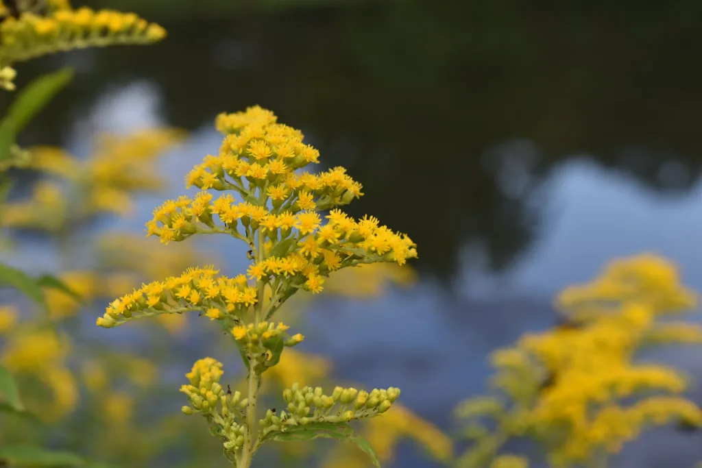 Water Conservation for Landscapes