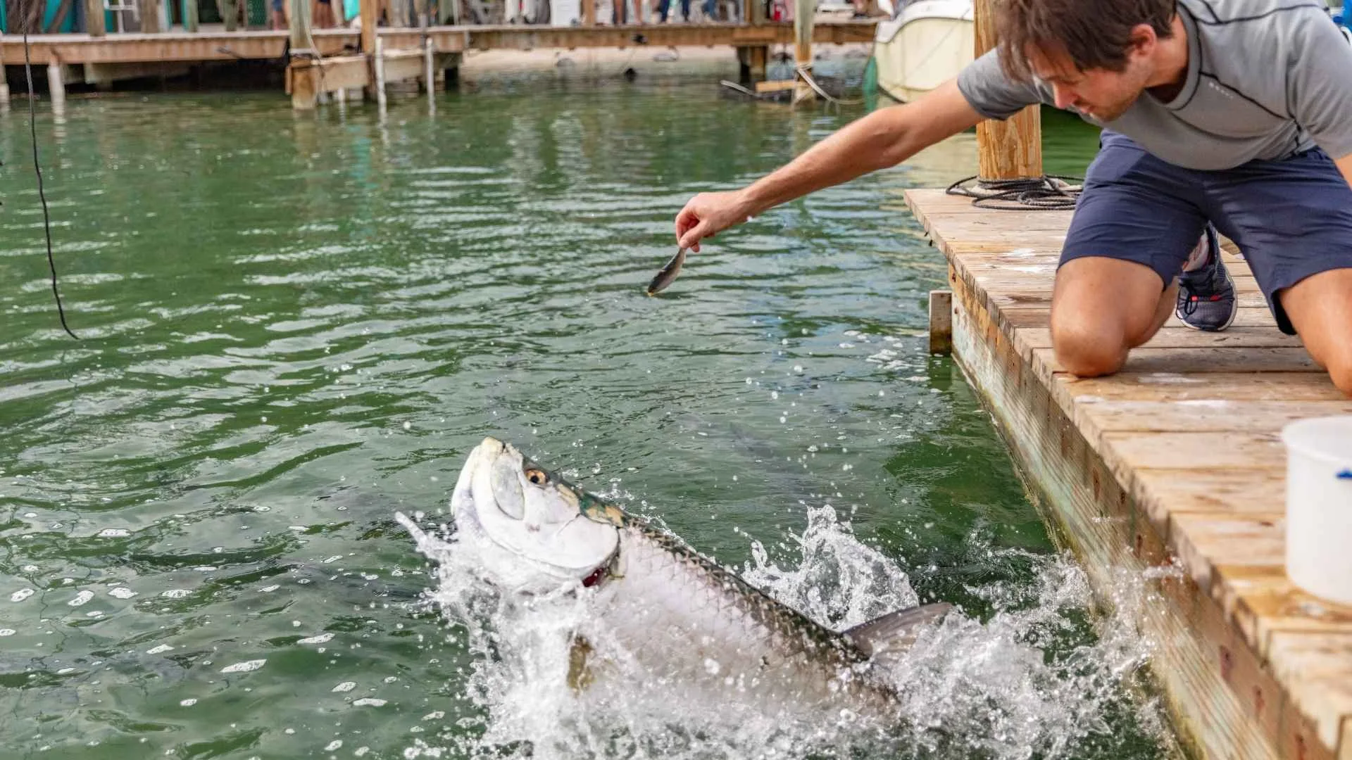 What Makes A Fishing Guru a Trusted Choice for Tarpon Fishing in Islamorada