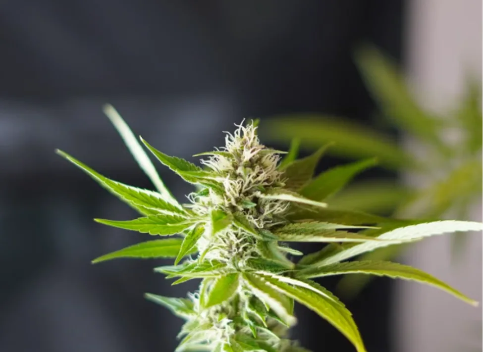 How Genetics And Terpenes Shape The Cheesecake Strain
