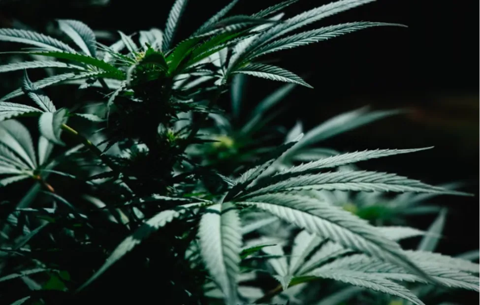 Indica-Dominant Lineage Shapes Its Profile.