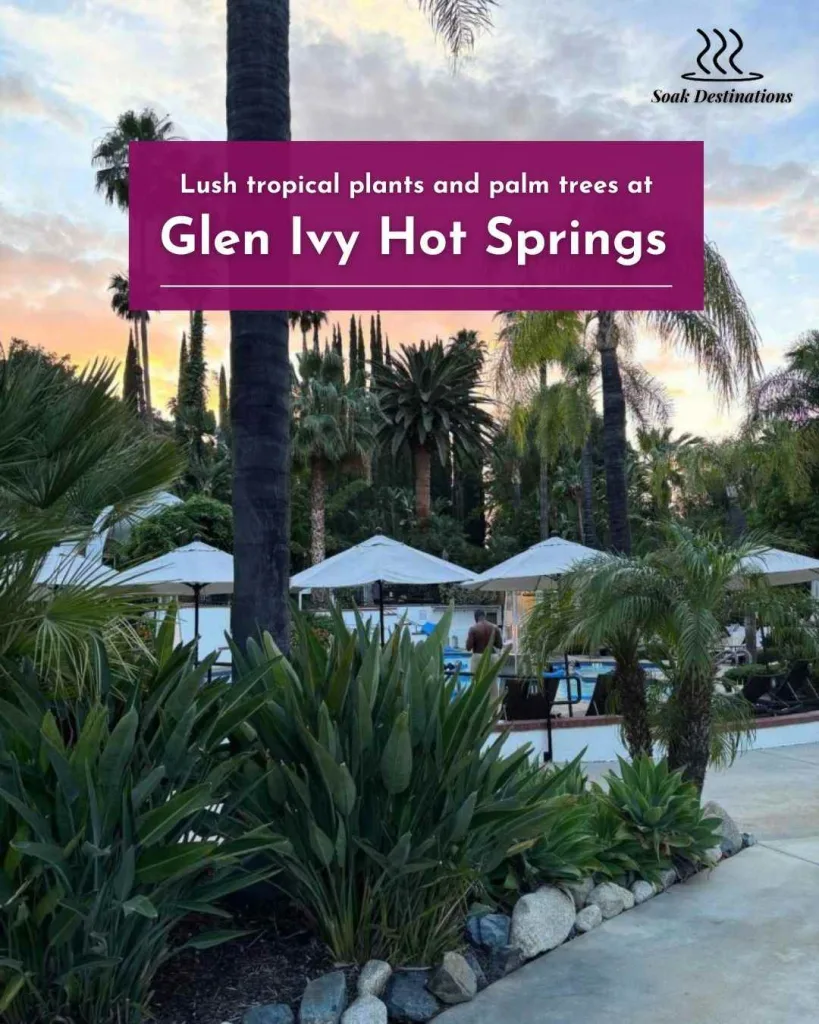 Lush tropical plants and palm trees surround the pool area at Glen Ivy Hot Springs.