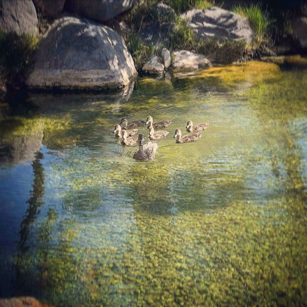Bodhi Manda Hot Springs 1 29 Best New Mexico Hot Springs Map: Soak Destinations to Visit- soakdestinations