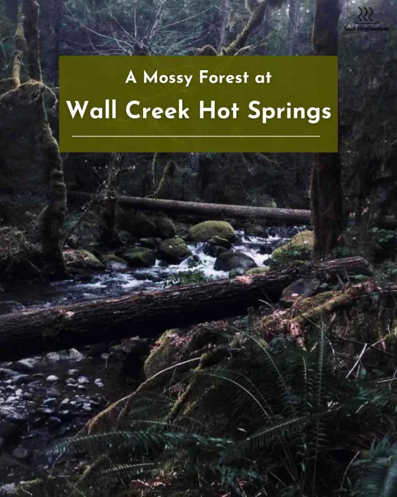 A misty creek flows through a mossy forest toward the nearby Wall Creek Hot Springs area. 