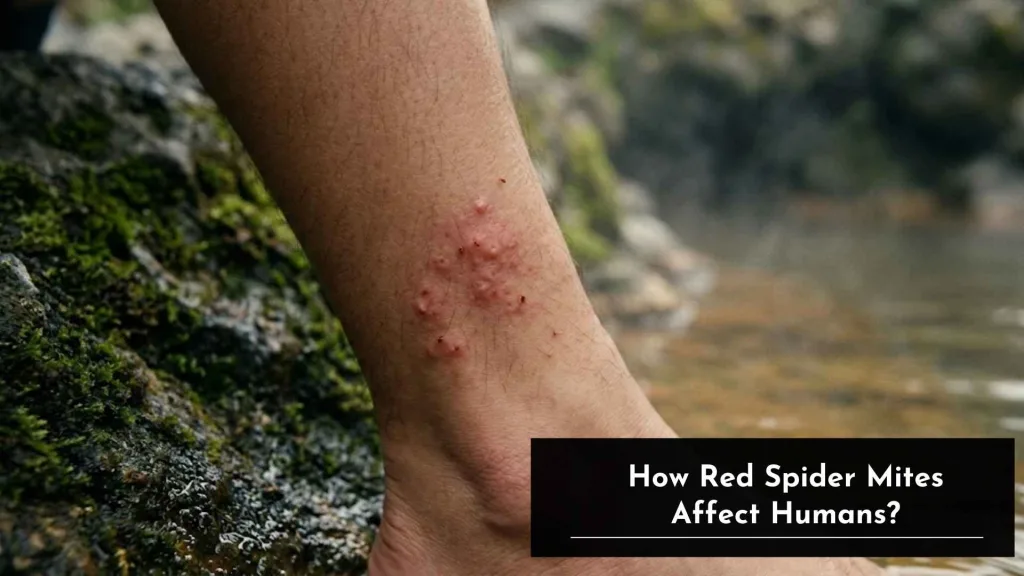How Red Spider Mites Affect Humans