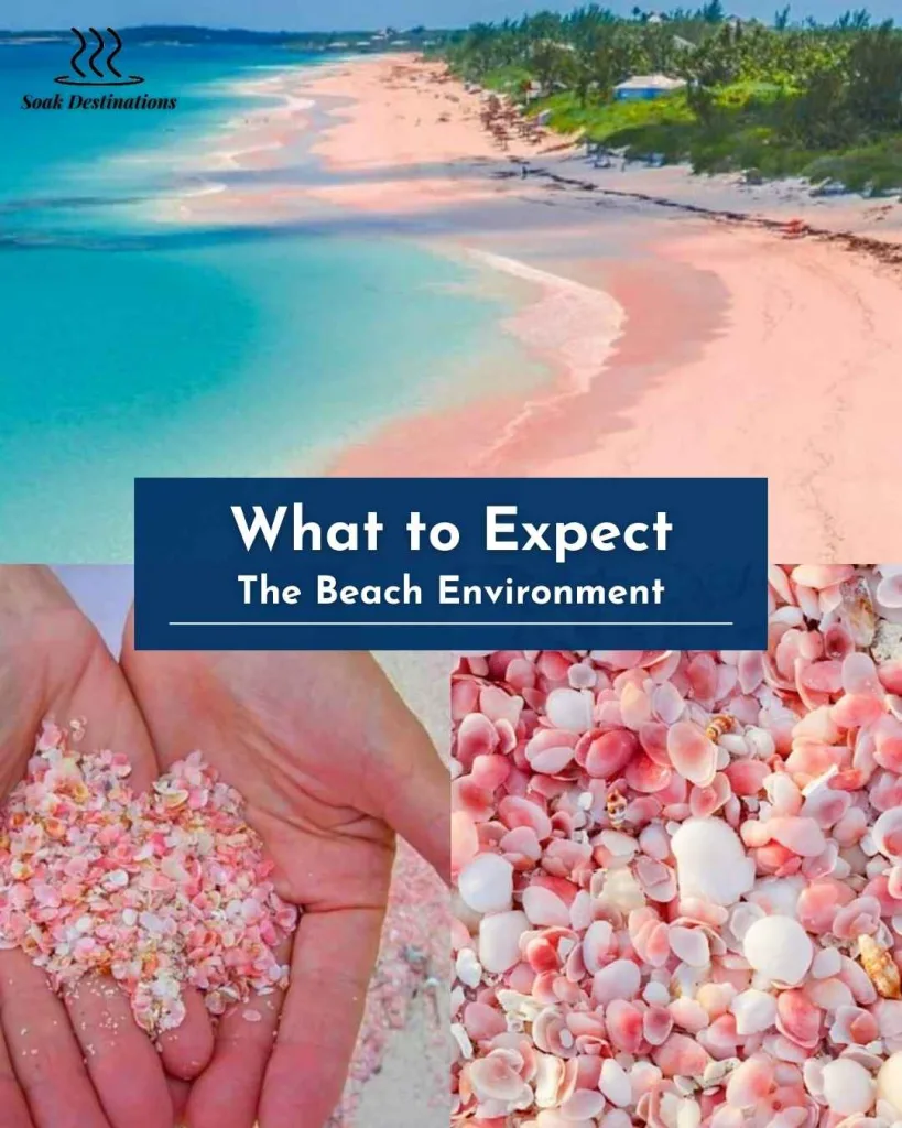 What to Expect: The Beach Environment