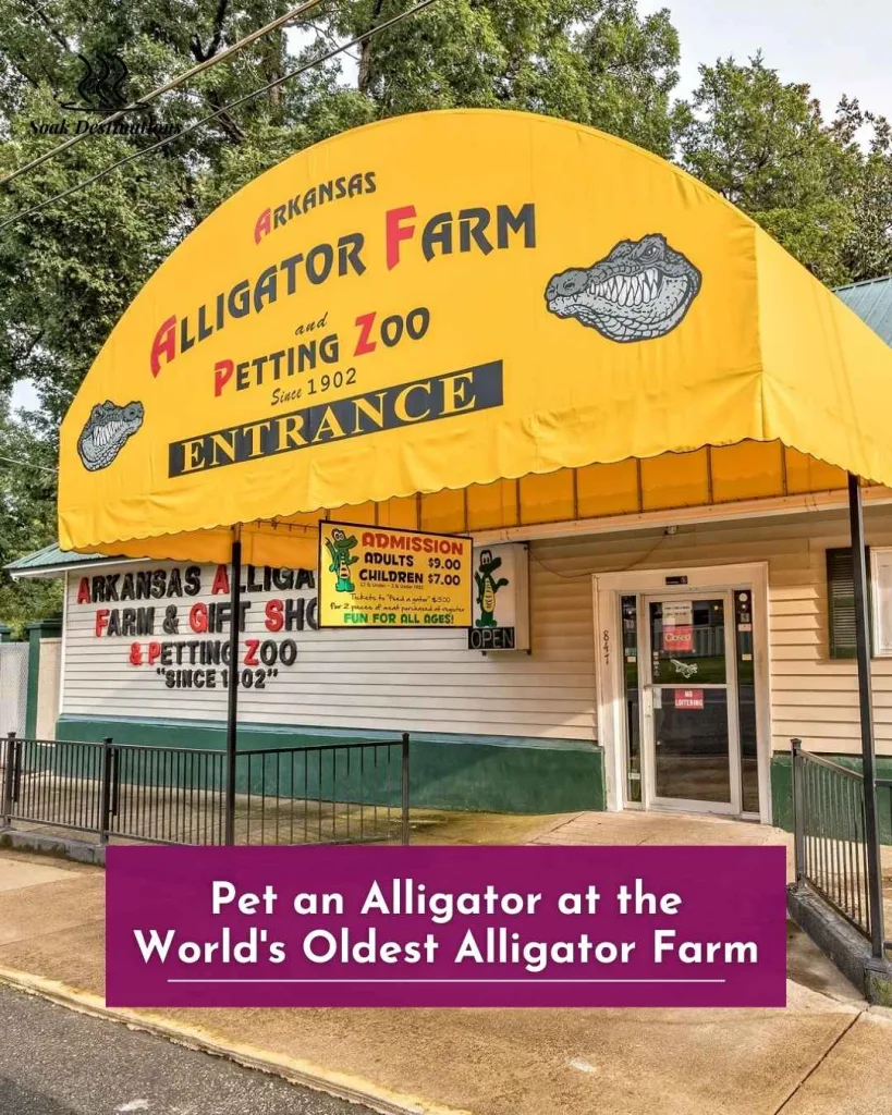 Pet an Alligator at the World's Oldest Alligator Farm