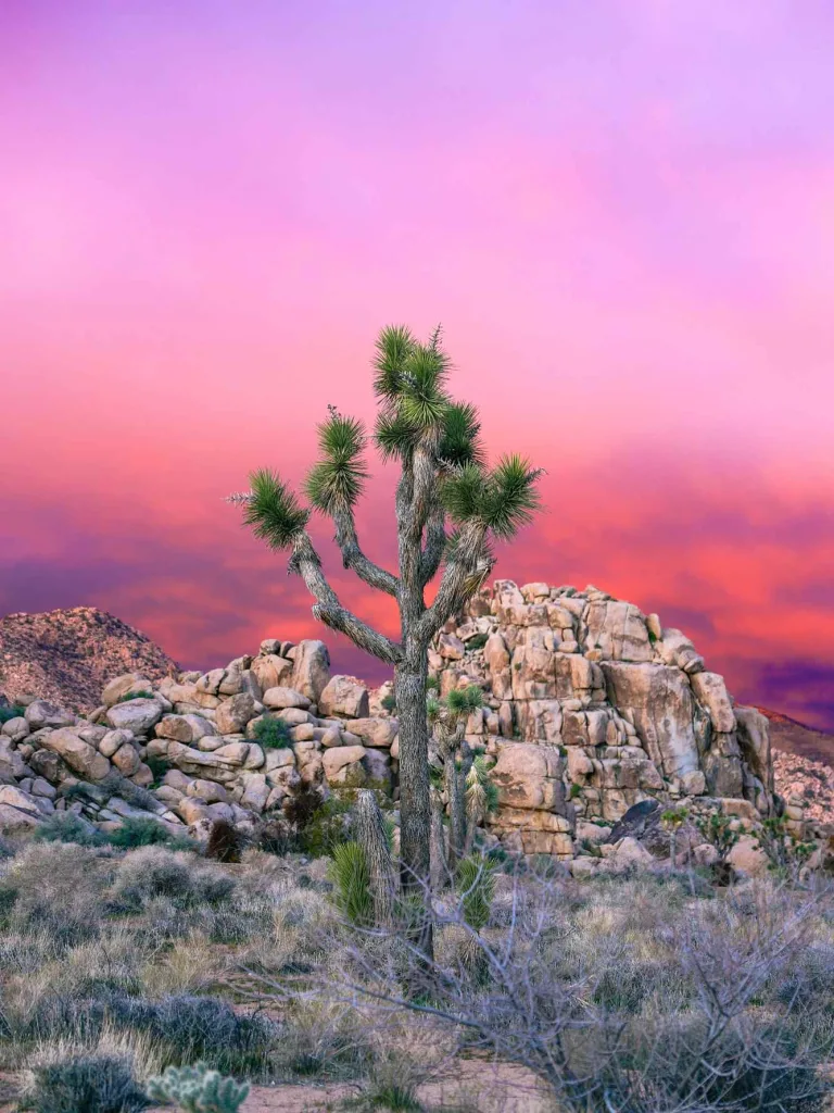 Day Trip to Joshua Tree National Park